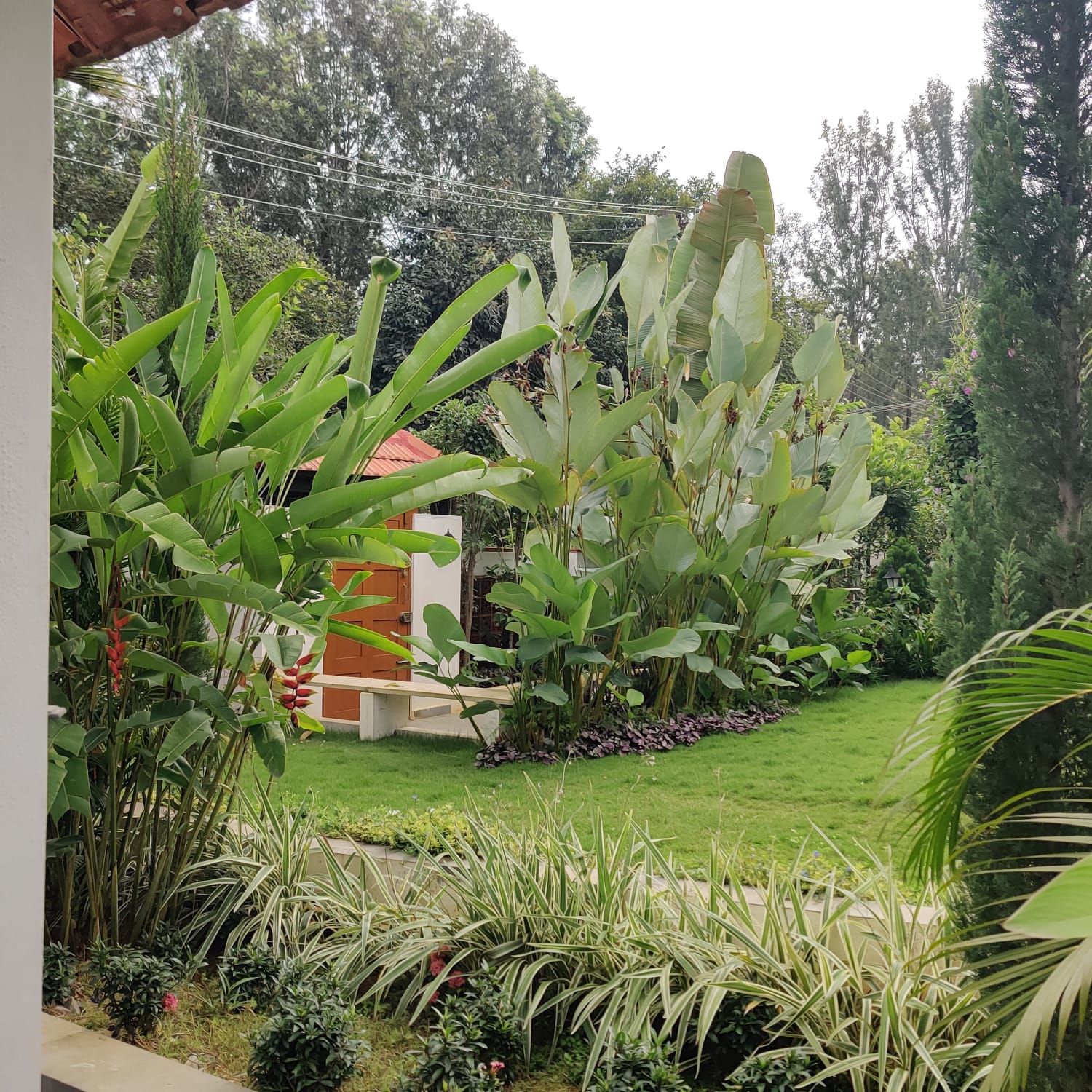 Lush Green Foliage Background